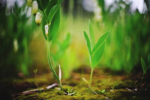 Klimakonferenz COP24 in Kattowitz - vividam